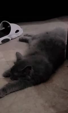 russian blue cat for sale