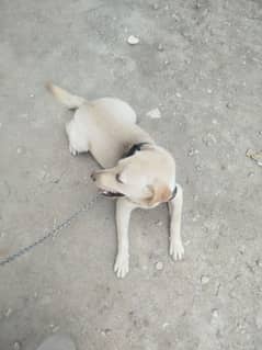 Labrador female for sale