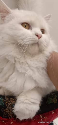 Persian female for sale