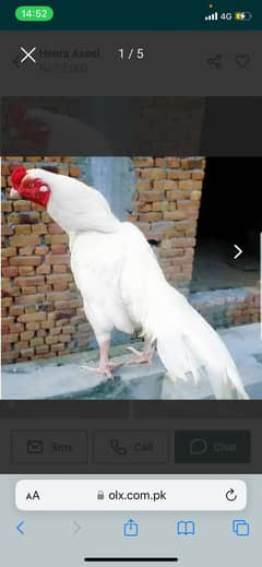Heera