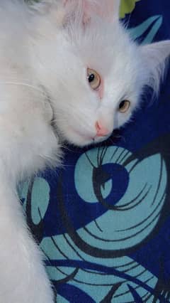 1 month cat baby persian