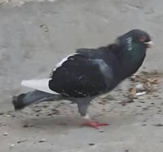 pigeon