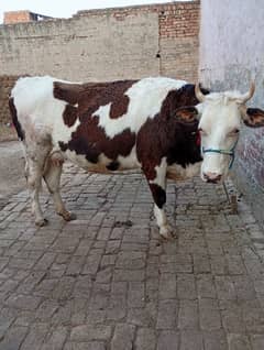 Female cow for sale