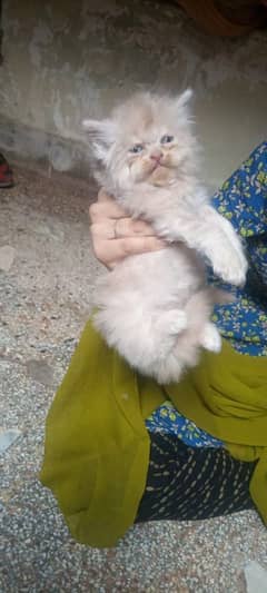 Persian kittens