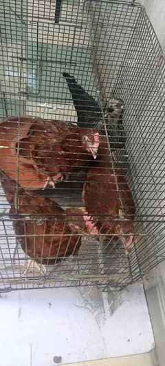 4 desi chickens and roster