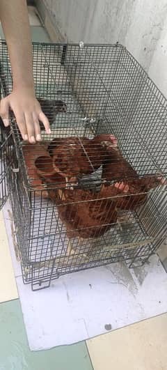 3 desi chickens 1 aseel roster and  urgent sale