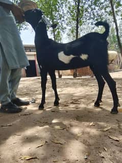 khobsoorat desi path pehla wara