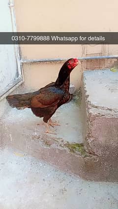 ASEEL HEN WITH CHICK READ DESCRIPTION