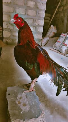 mianwali