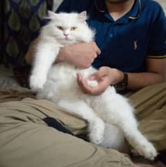 Persian cat for sale