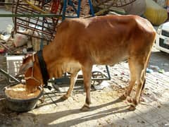 2 dant bachri for sale contact num 03331978198