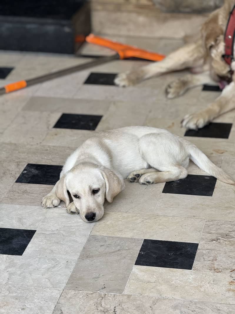 Maya (Labrador) 2