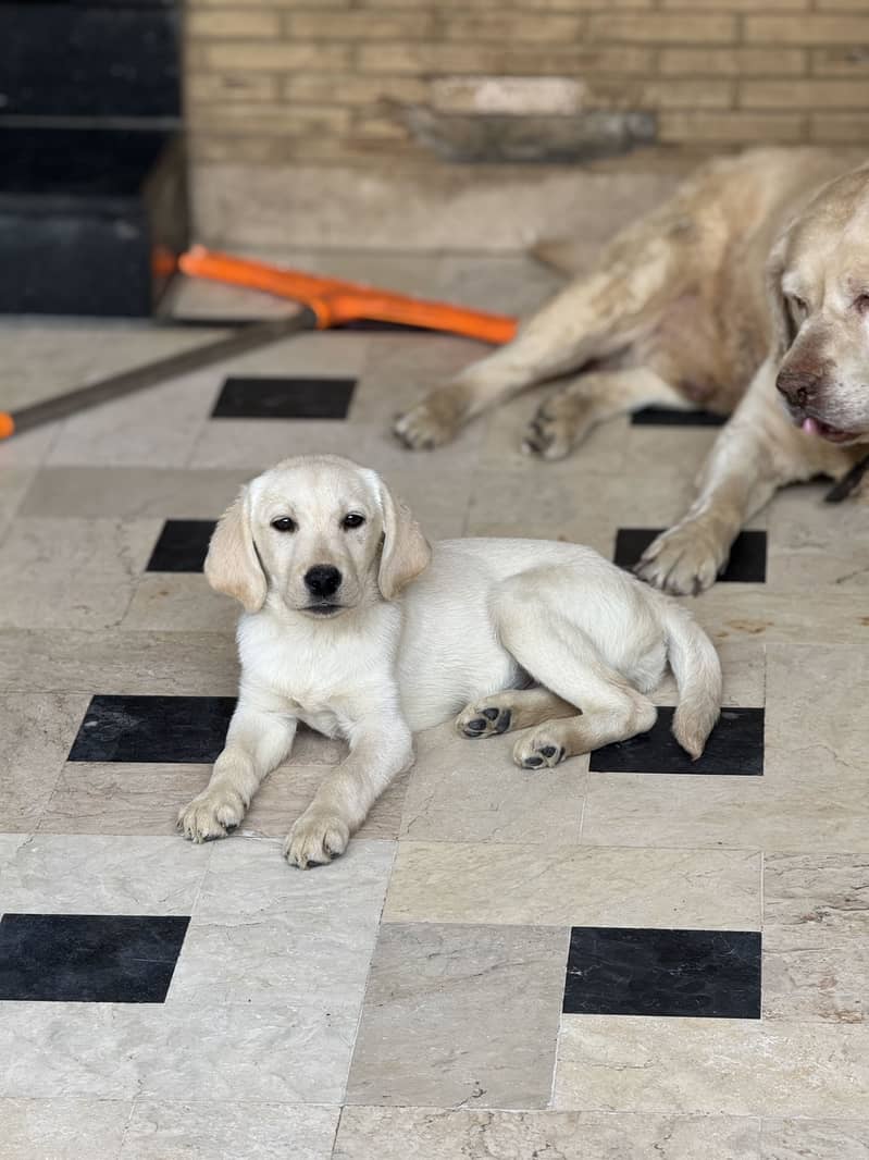 Maya (Labrador) 3