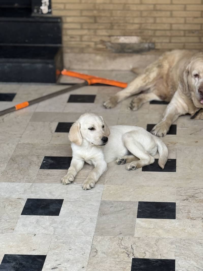 Maya (Labrador) 4