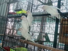 love birds Albino red eyes, Albino split blue fishery parblue