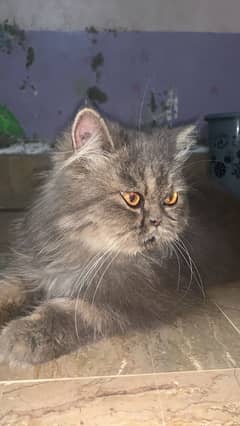 Persian