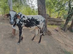 2 Dant bhot khubsort janwar ha