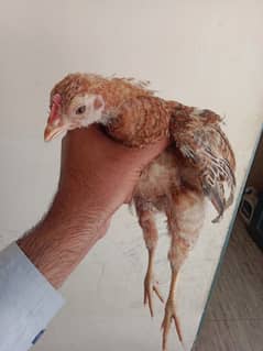 2 aseel 1 desi chuza