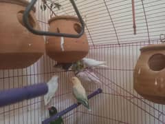 love birds