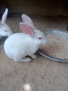 Newziland white Rabbit single male for sale