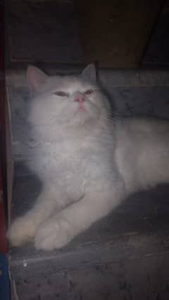 white double coat white cat