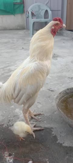 herra male for sale