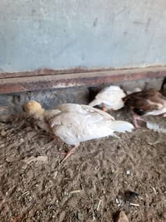 hera aseel chiks paper white