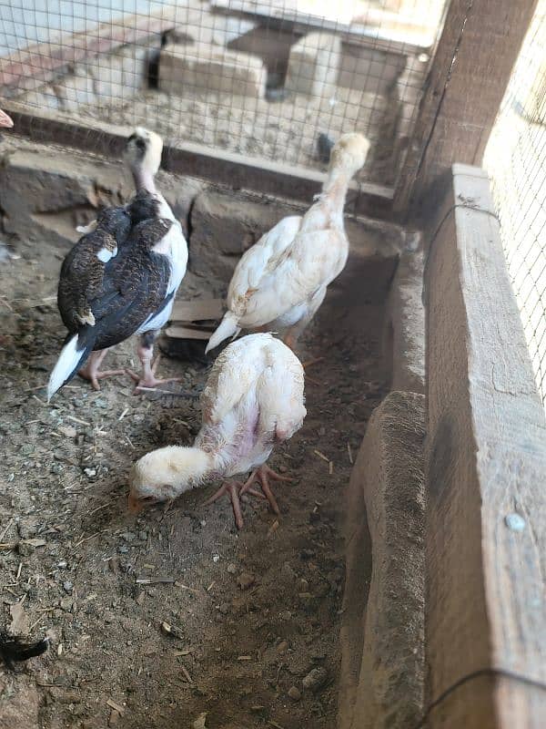 hera aseel chiks paper white 1