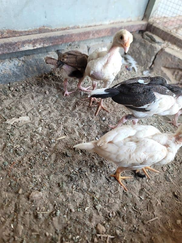 hera aseel chiks paper white 2