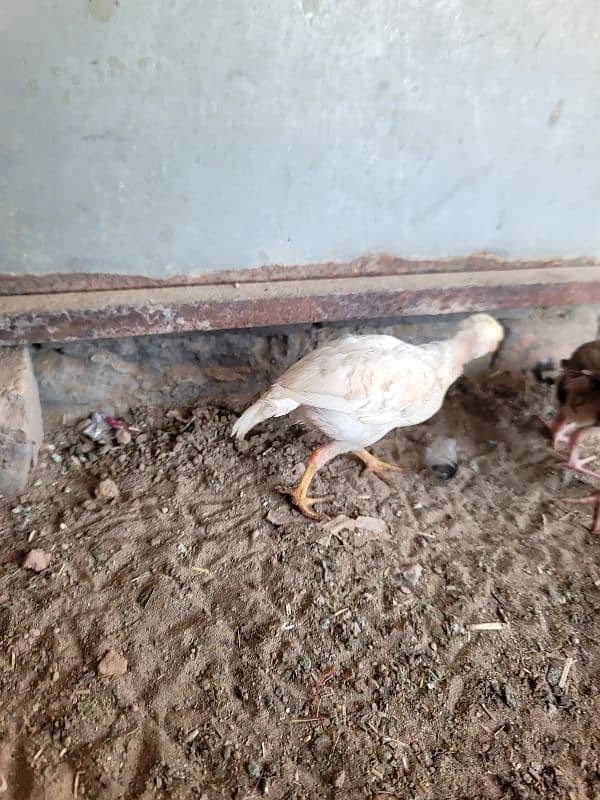 hera aseel chiks paper white 3