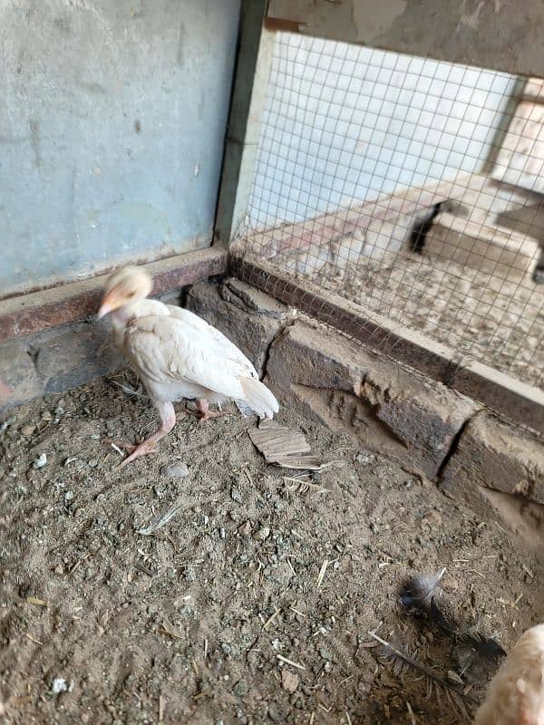hera aseel chiks paper white 4
