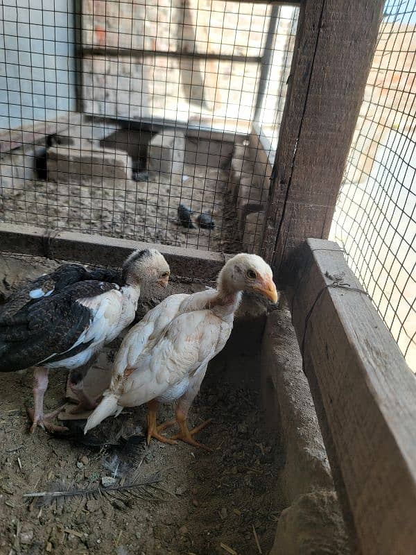 hera aseel chiks paper white 5
