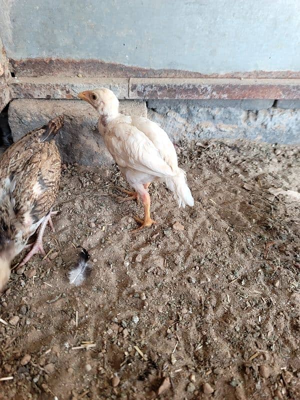 hera aseel chiks paper white 6