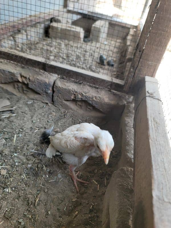 hera aseel chiks paper white 7