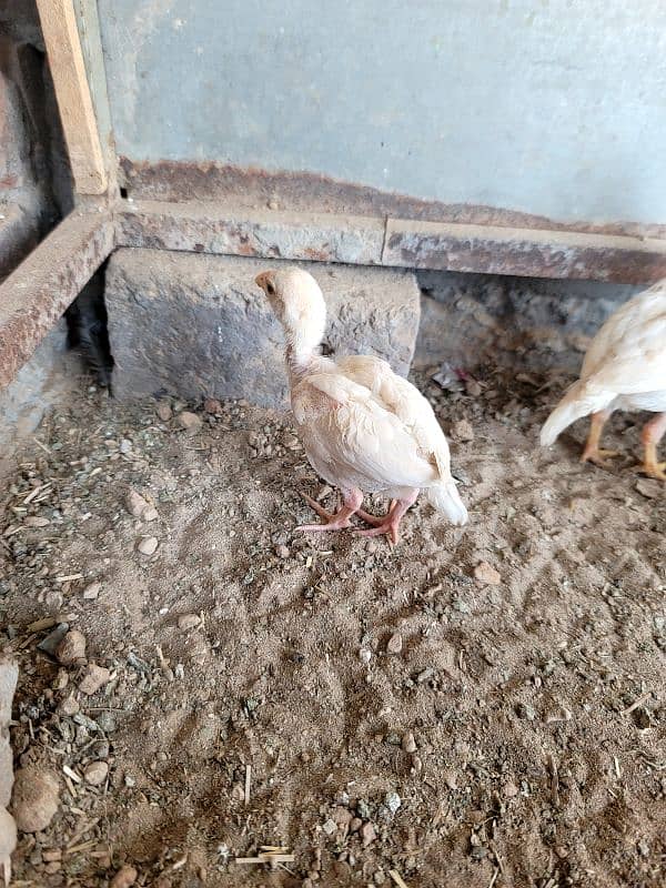 hera aseel chiks paper white 8