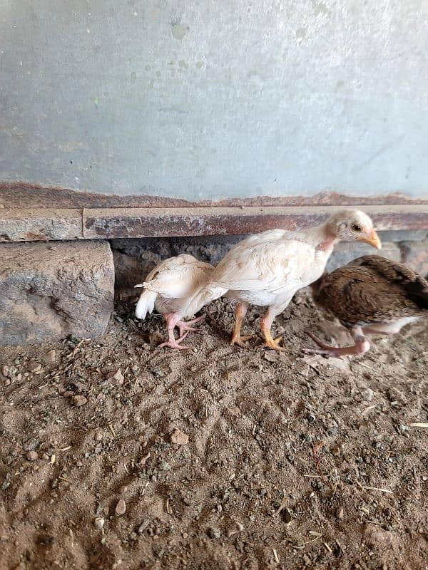 hera aseel chiks paper white 9