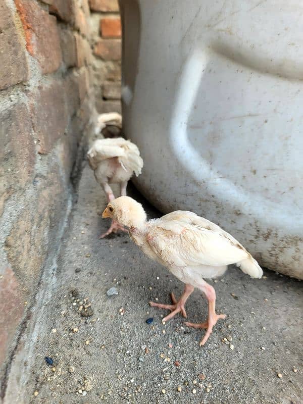 hera aseel chiks paper white 11