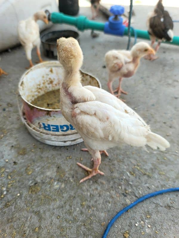 hera aseel chiks paper white 14