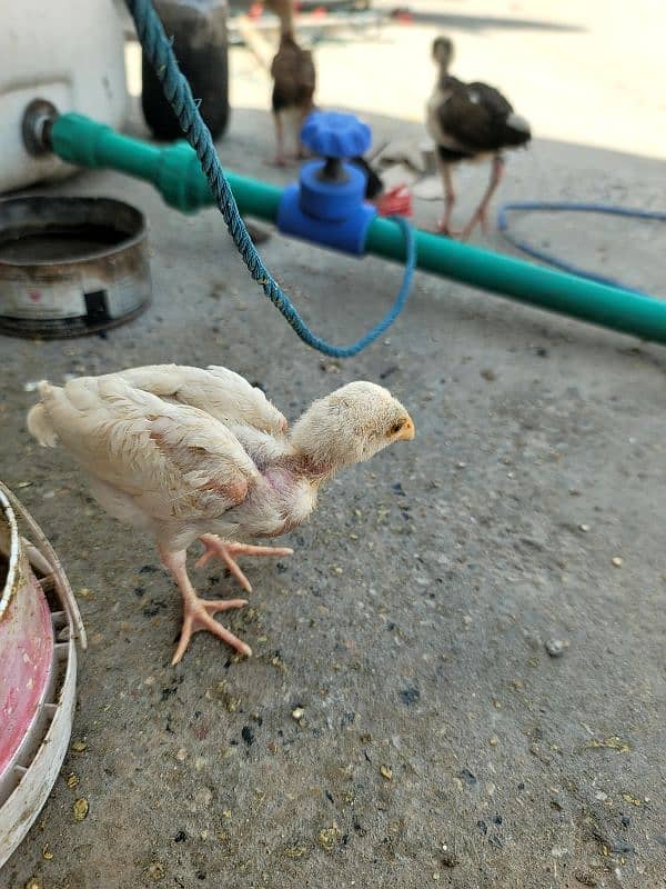 hera aseel chiks paper white 15