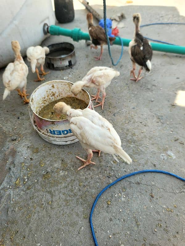 hera aseel chiks paper white 17