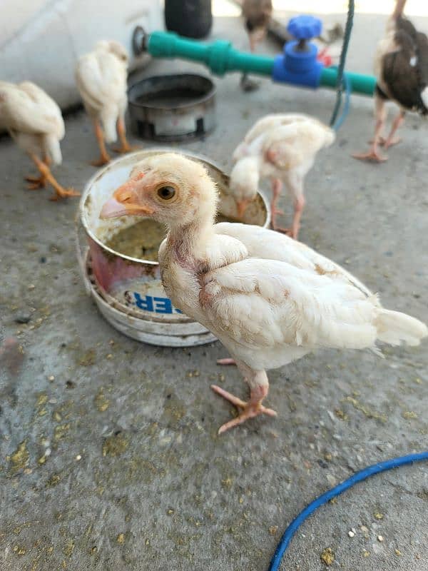 hera aseel chiks paper white 18