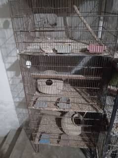 birds cage | parrot pinjra