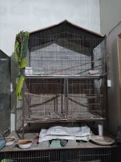 birds