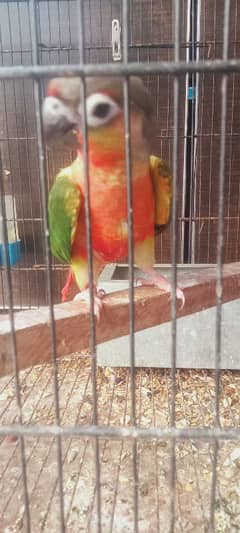 yellow sided high red