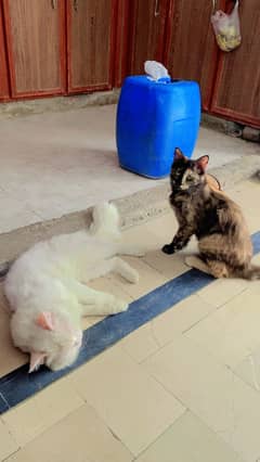 Persian cat for sale low price locations Dastiger colony 1