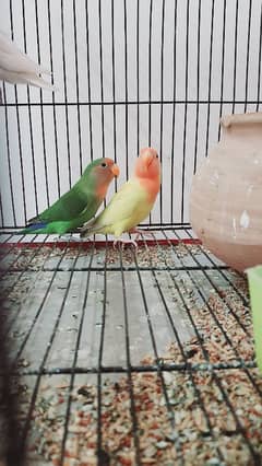Hand tamed yellow bird + other bird for sale