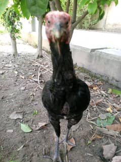 Aseel hens for sale 03003306460
