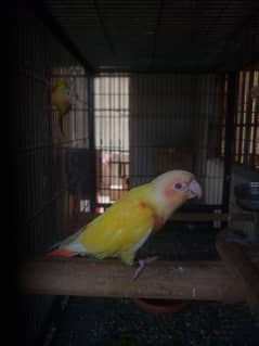 Conure
