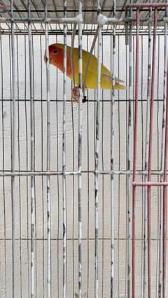 love birds