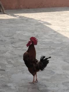 Desi Murga